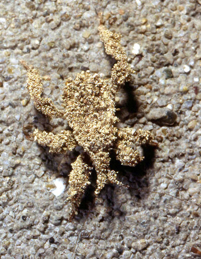Reduvidae: Reduvius personatus dell''appennino reggiano